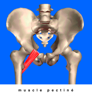 muscle-pectine