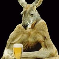 kangaroos_bière